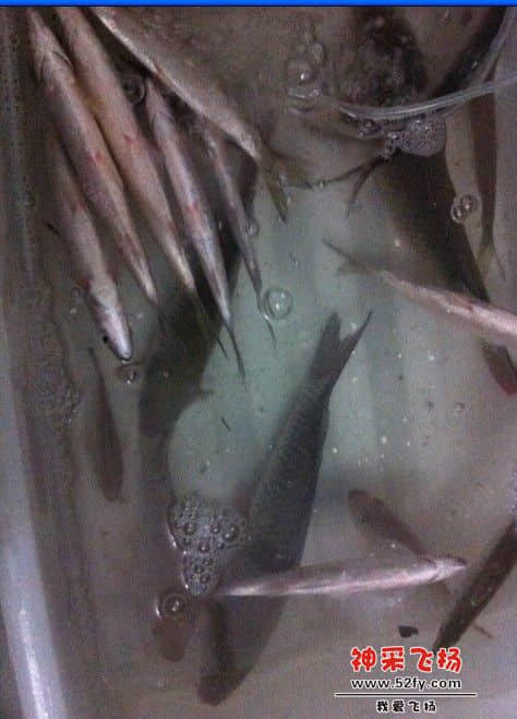 夏湾拿2.jpg