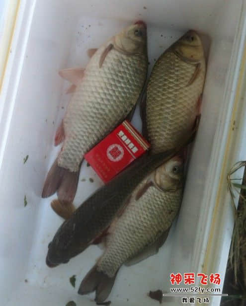 竹林.jpg
