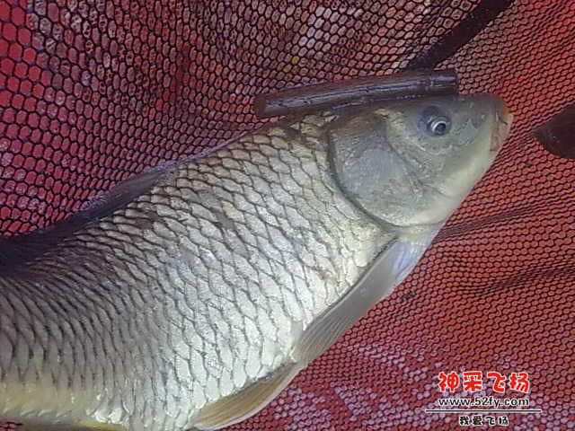照片 008.jpg