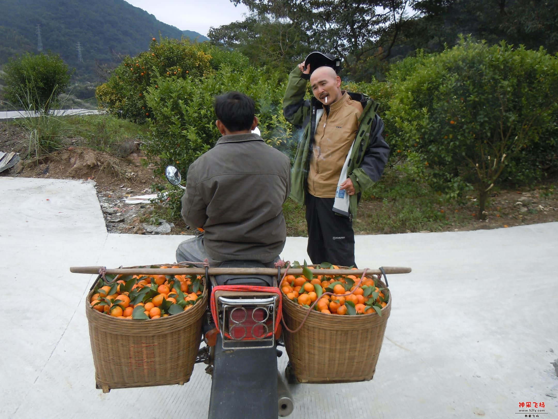 邂逅采桔人