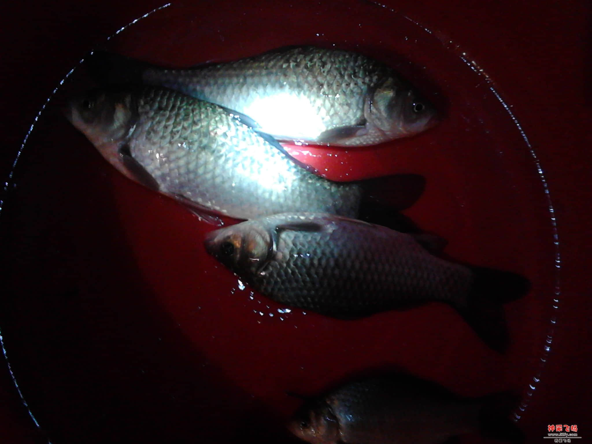 IMG_20121223_235858.jpg