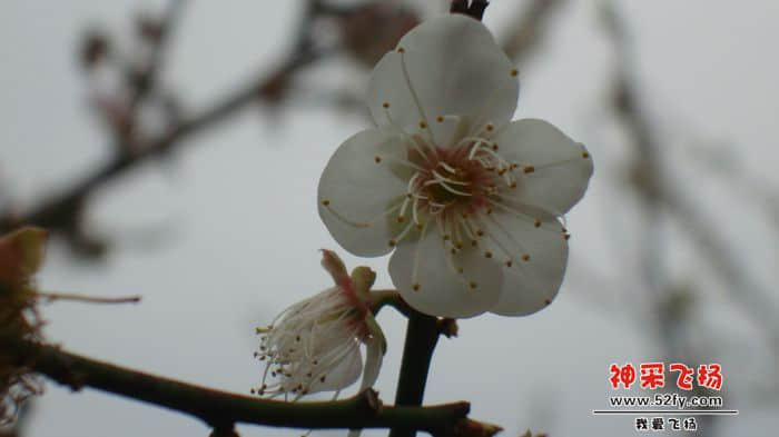 nEO_IMG_DSC09649.jpg