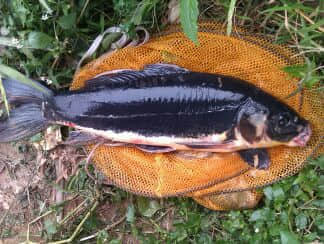 IMAG0091.jpg