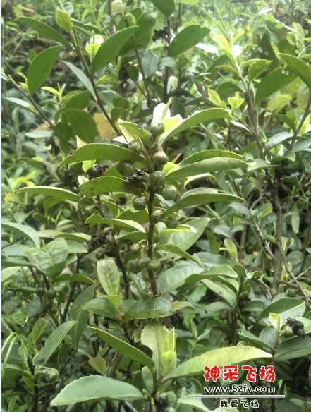 茶果
