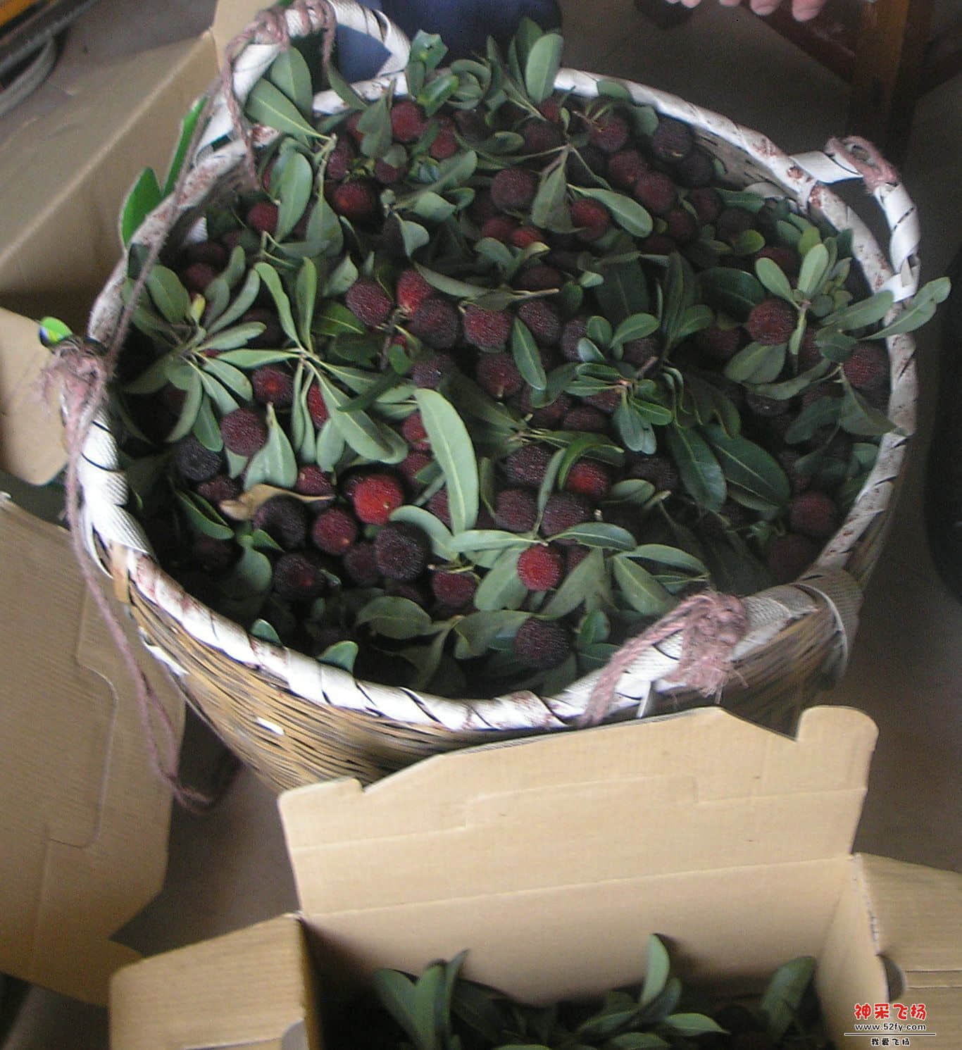 P5296215_副本.JPG