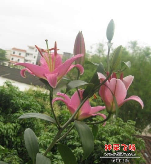 香水百合.jpg