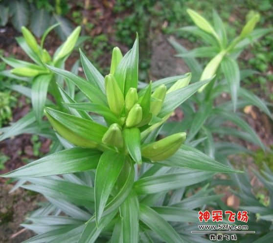 9只花蕾.jpg
