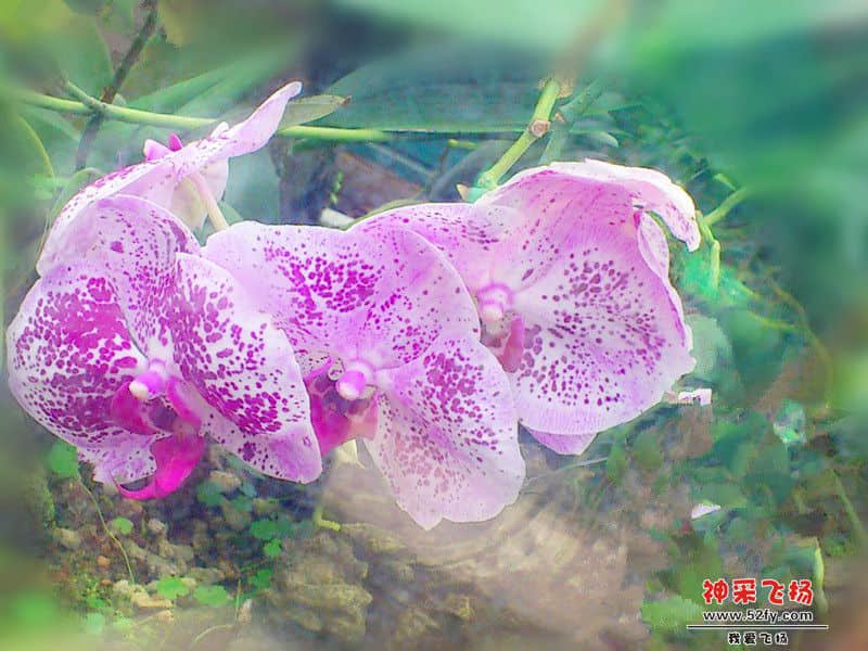 蝴蝶兰3_副本.jpg