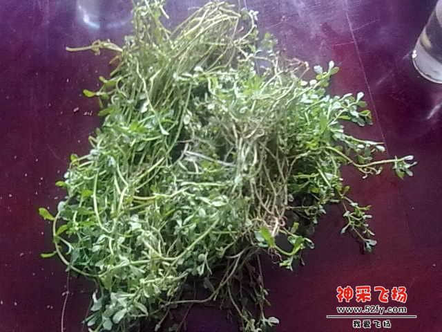 鹅不食草.jpg