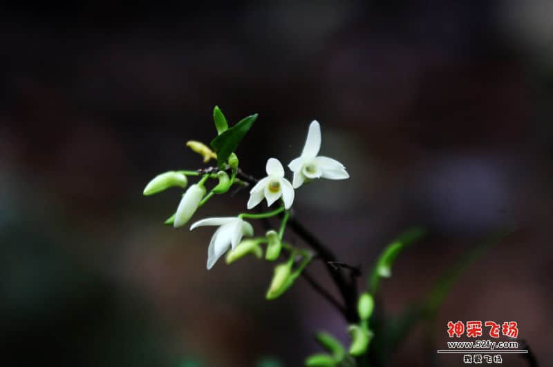 美丽的石斛花psb.jpg