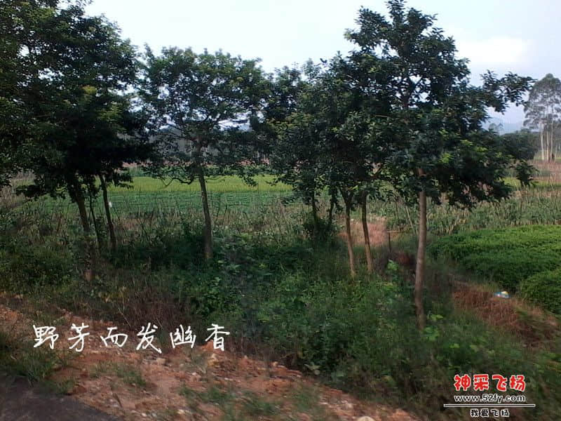 IMG_20130620_083436_副本.jpg