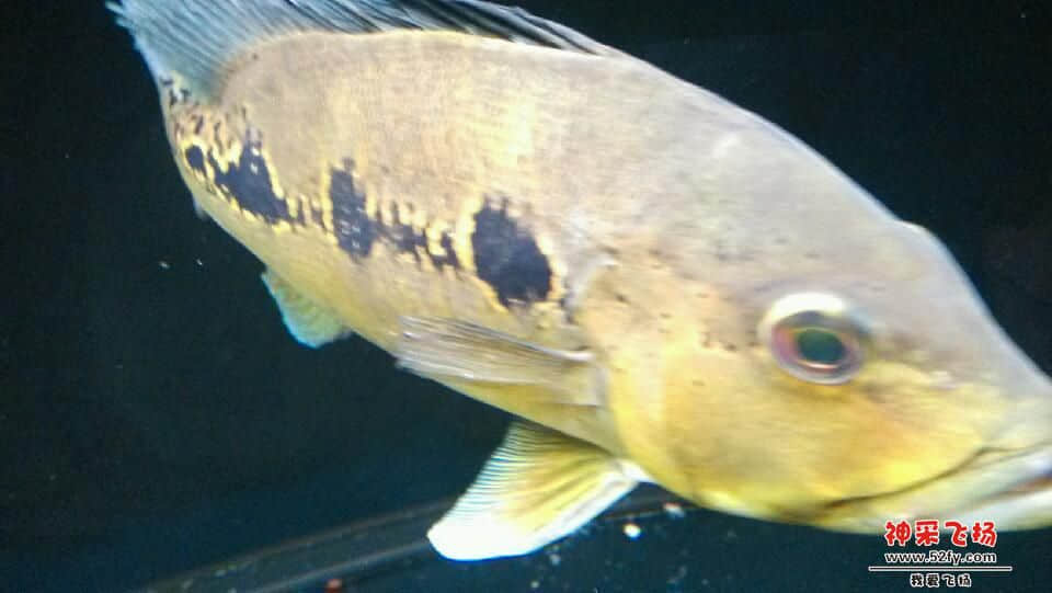 IMG_20130626_203646.jpg