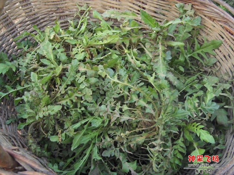 20110619210608741.jpg
