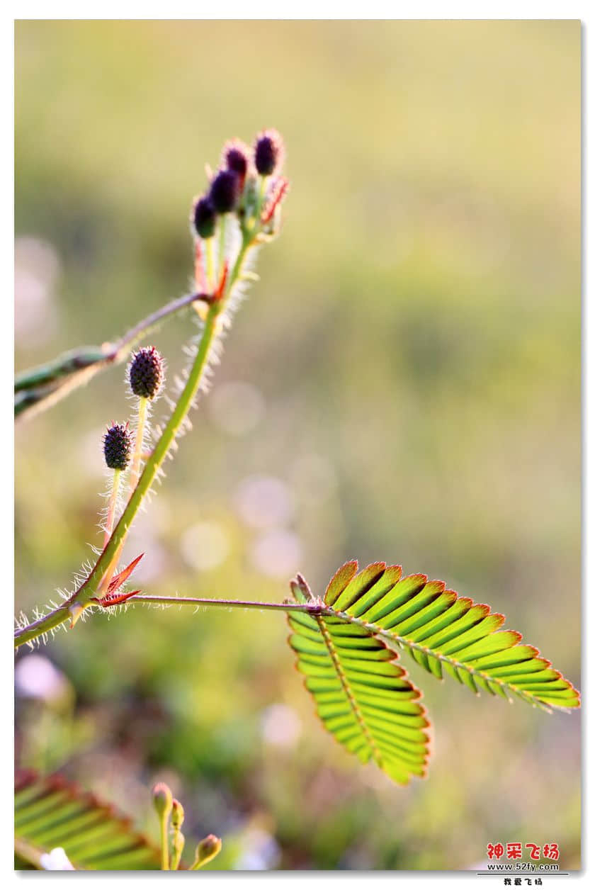 IMG_1069.JPG