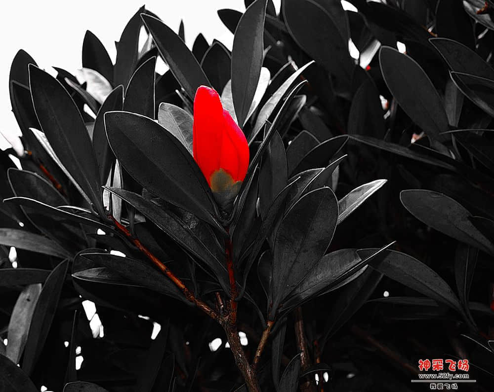 DSC_0086v.jpg