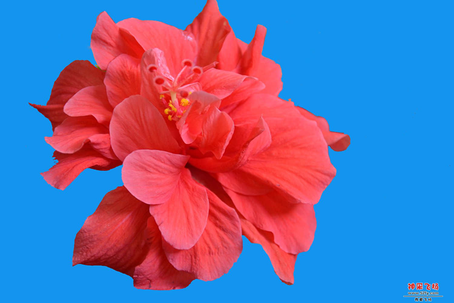 DSC_2356a.jpg