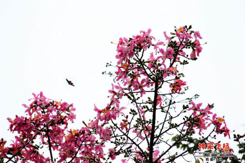 IMG_6232.JPG