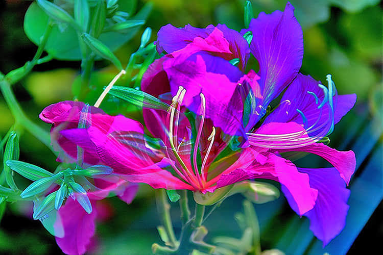 DSC_2641b.jpg