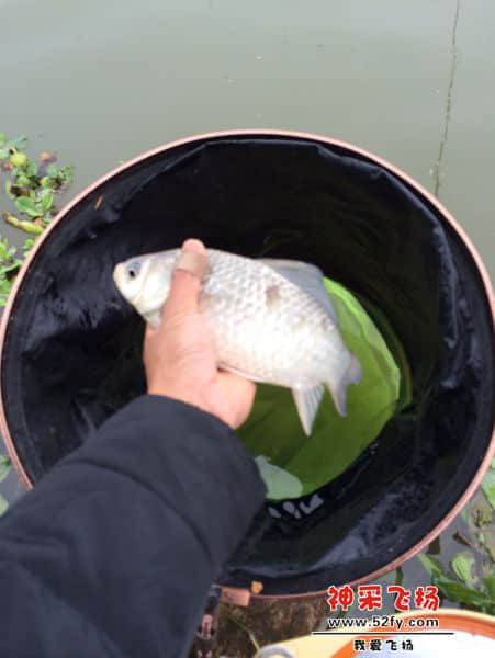 第一尾 白鸡
