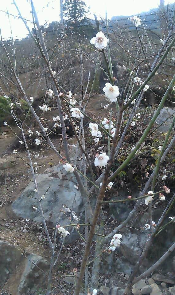 IMAG0415.jpg