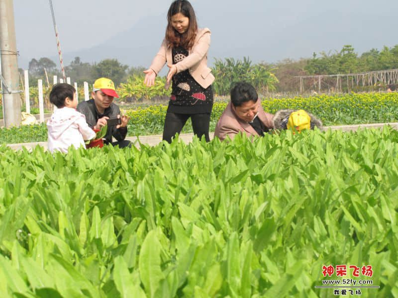 摘点菜去煮