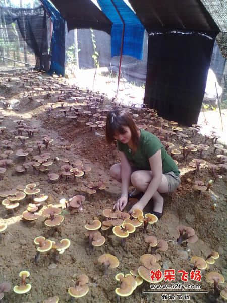 灵芝种植基地