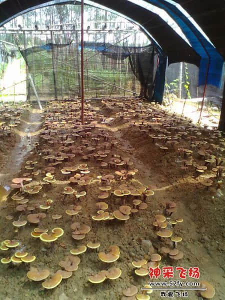 灵芝种植基地
