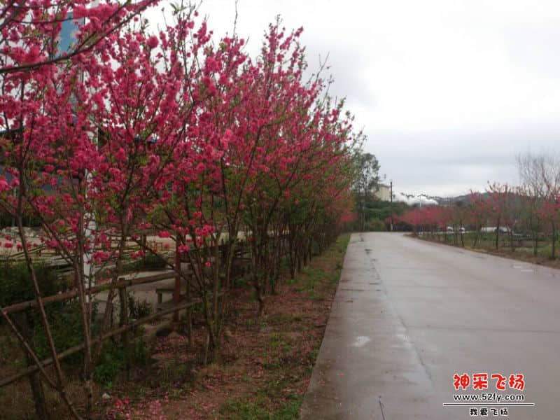 宣星运动谷的桃花