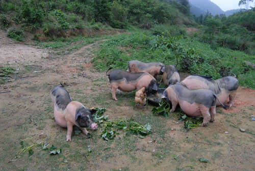 下午餐