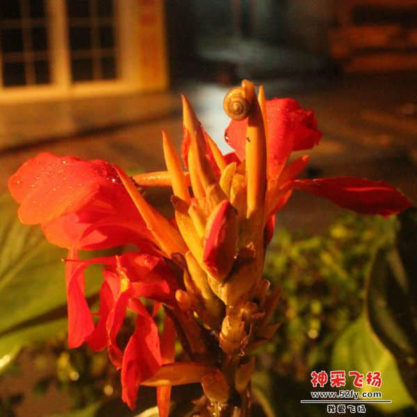 昨晚夜不眠的小蜗牛