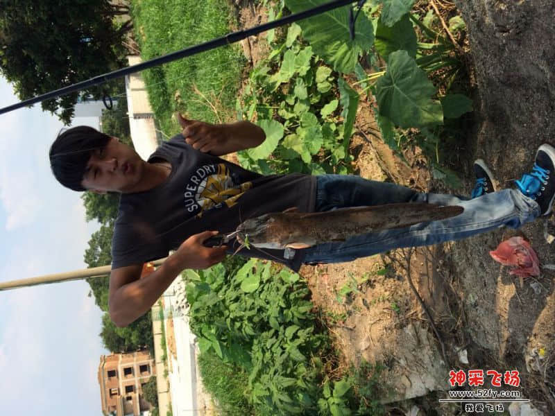 鲶鱼，软虫沉底小跳根钓法