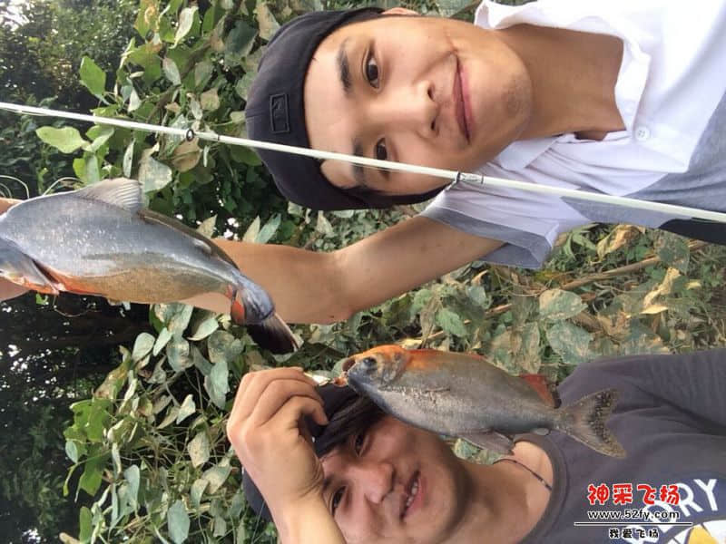 红肚昌，小小的竟然会打水，用饿金色摇摆亮片，VIB,米诺