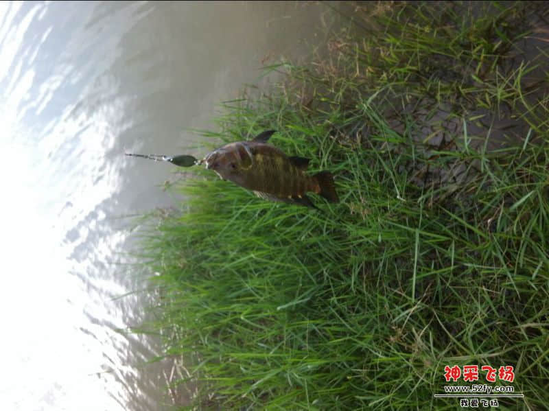 亮片路的小非