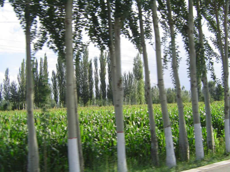 DSC00518_副本.jpg