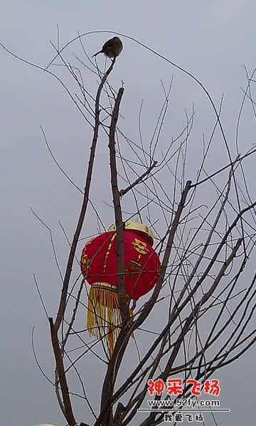 樱花公园的鸟.jpg