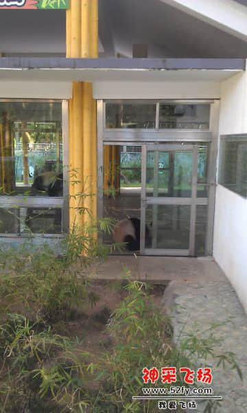 熊猫.jpg
