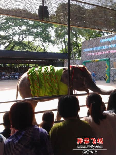 泰国大象7.jpg
