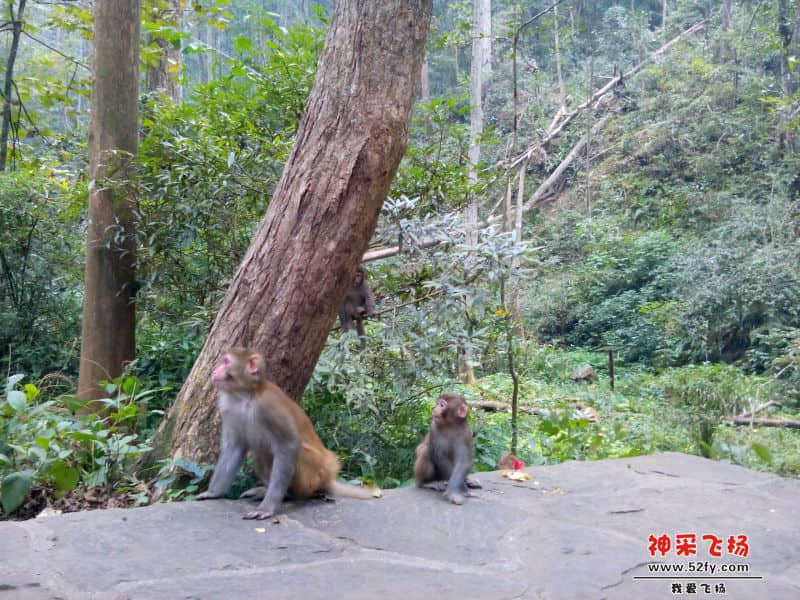 张家界猴子3.jpg