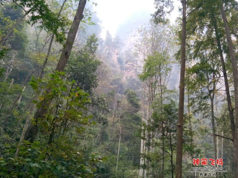 张家界森林.jpg