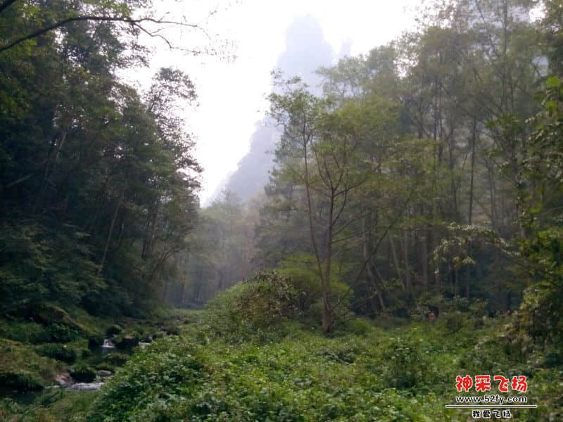 张家界森林2.jpg