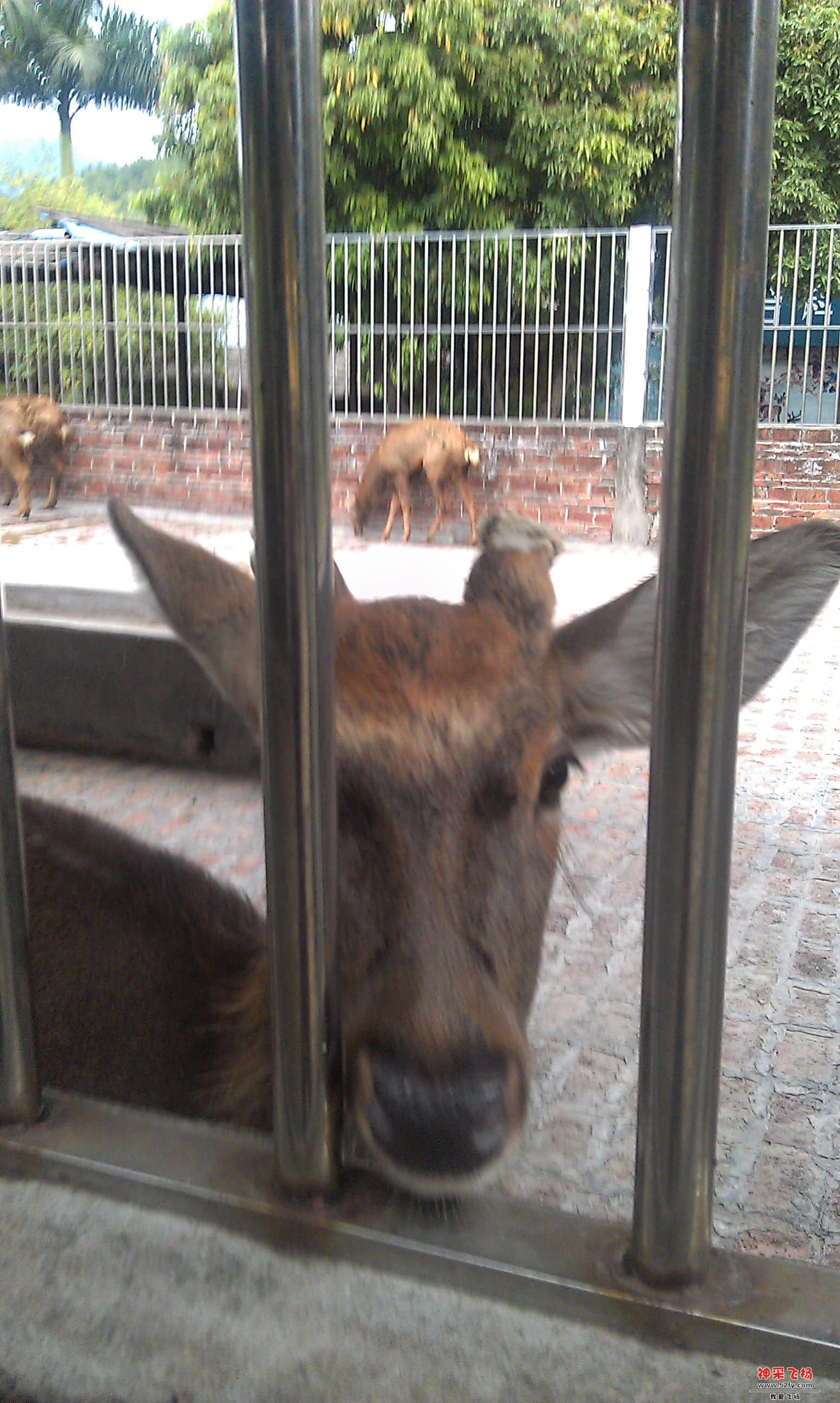 梅花鹿2.jpg