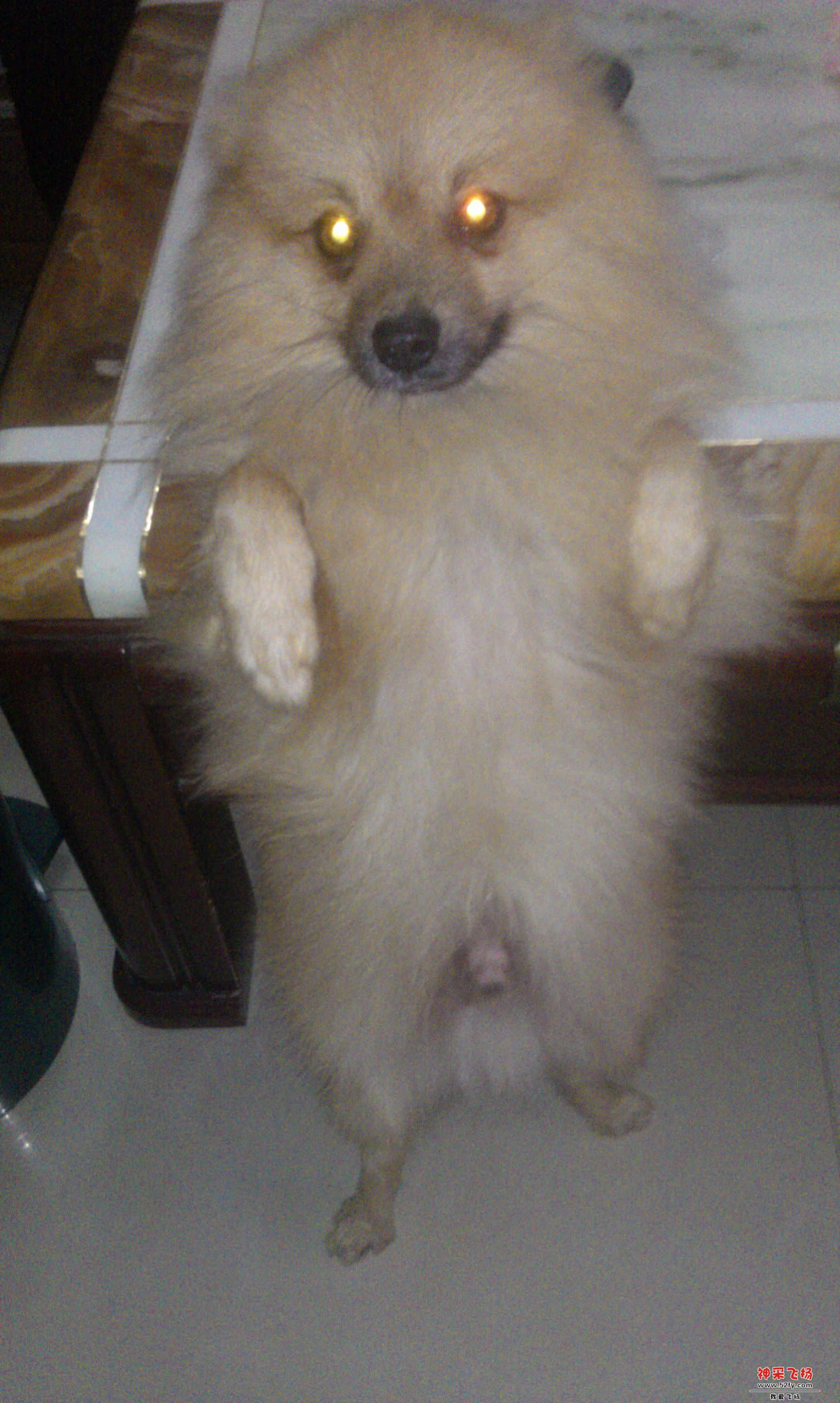 狗狗.jpg