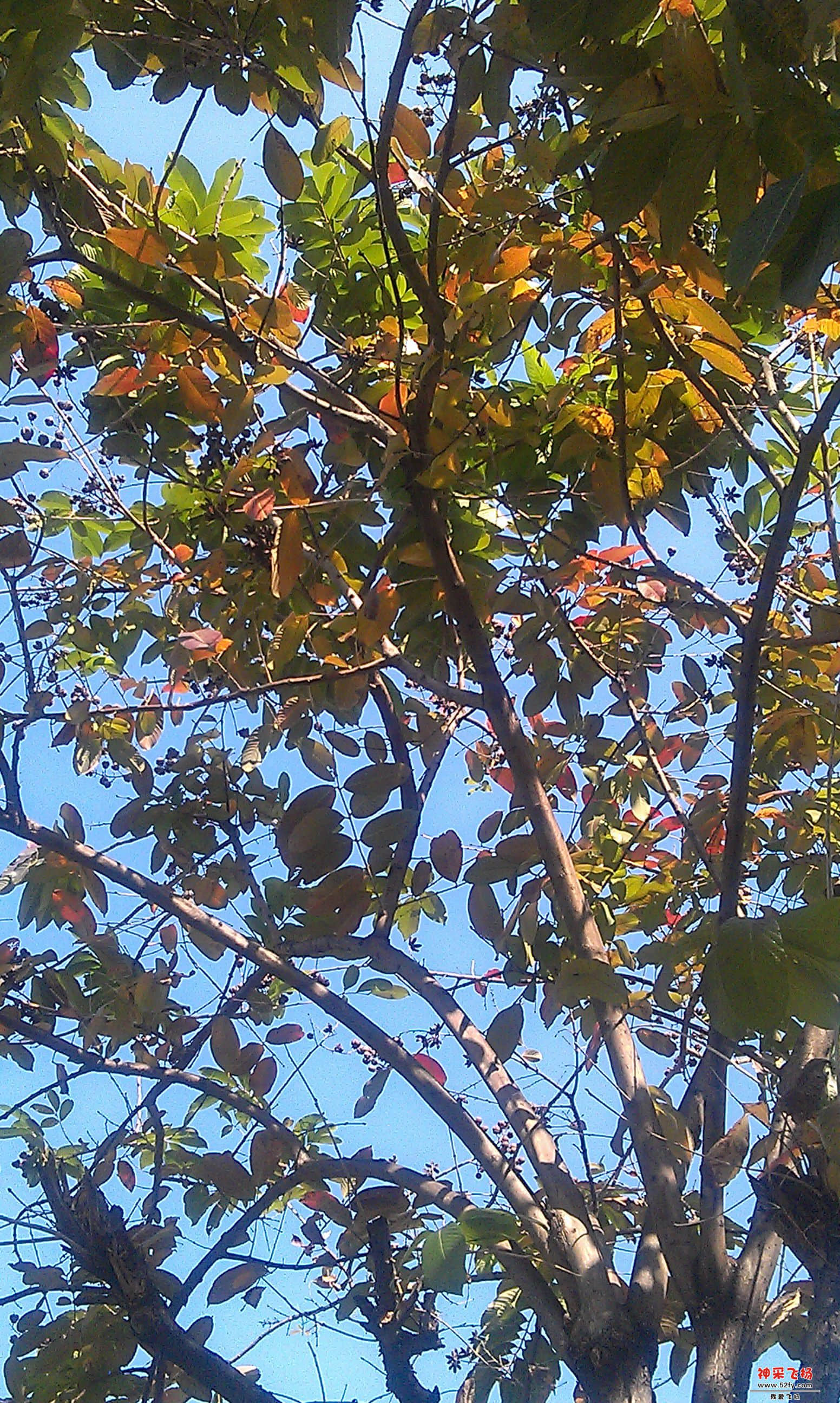IMAG0009.jpg