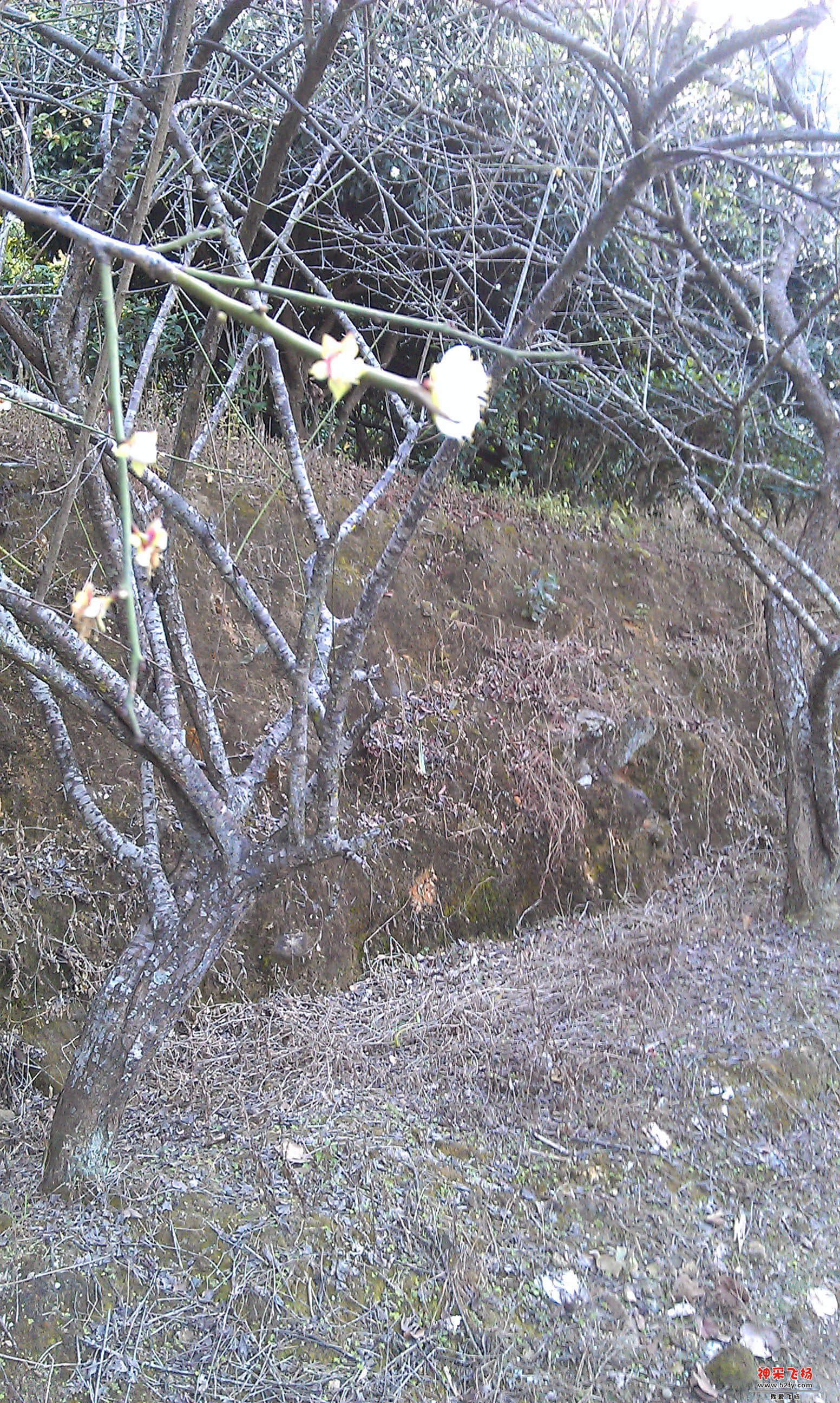 IMAG0017.jpg
