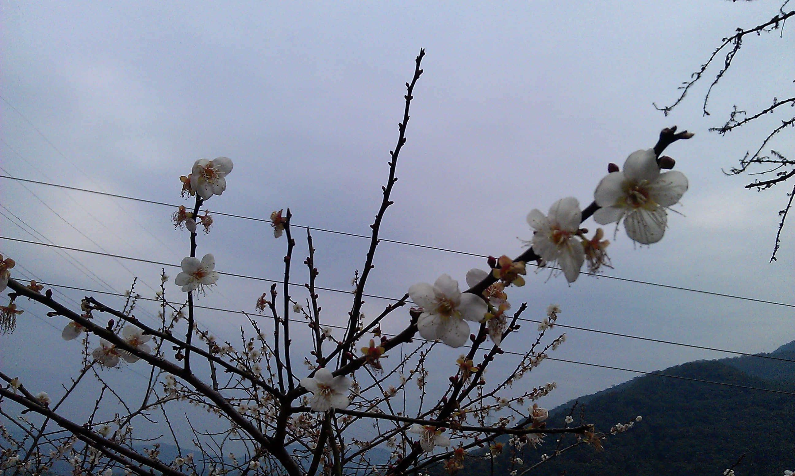 梅花3.jpg