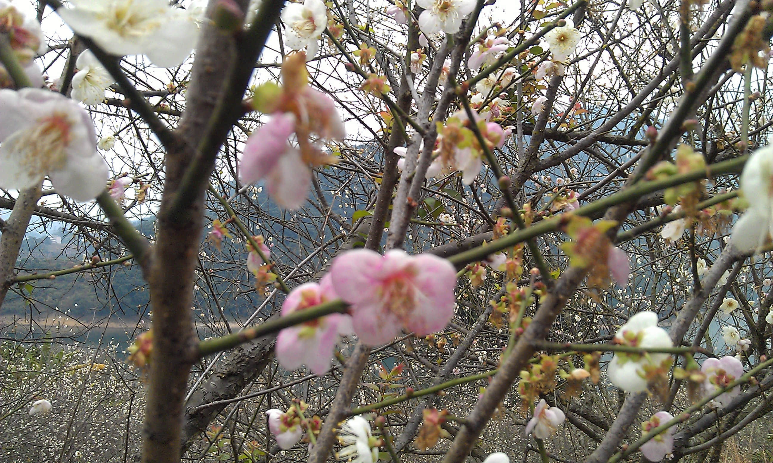 梅花5.jpg