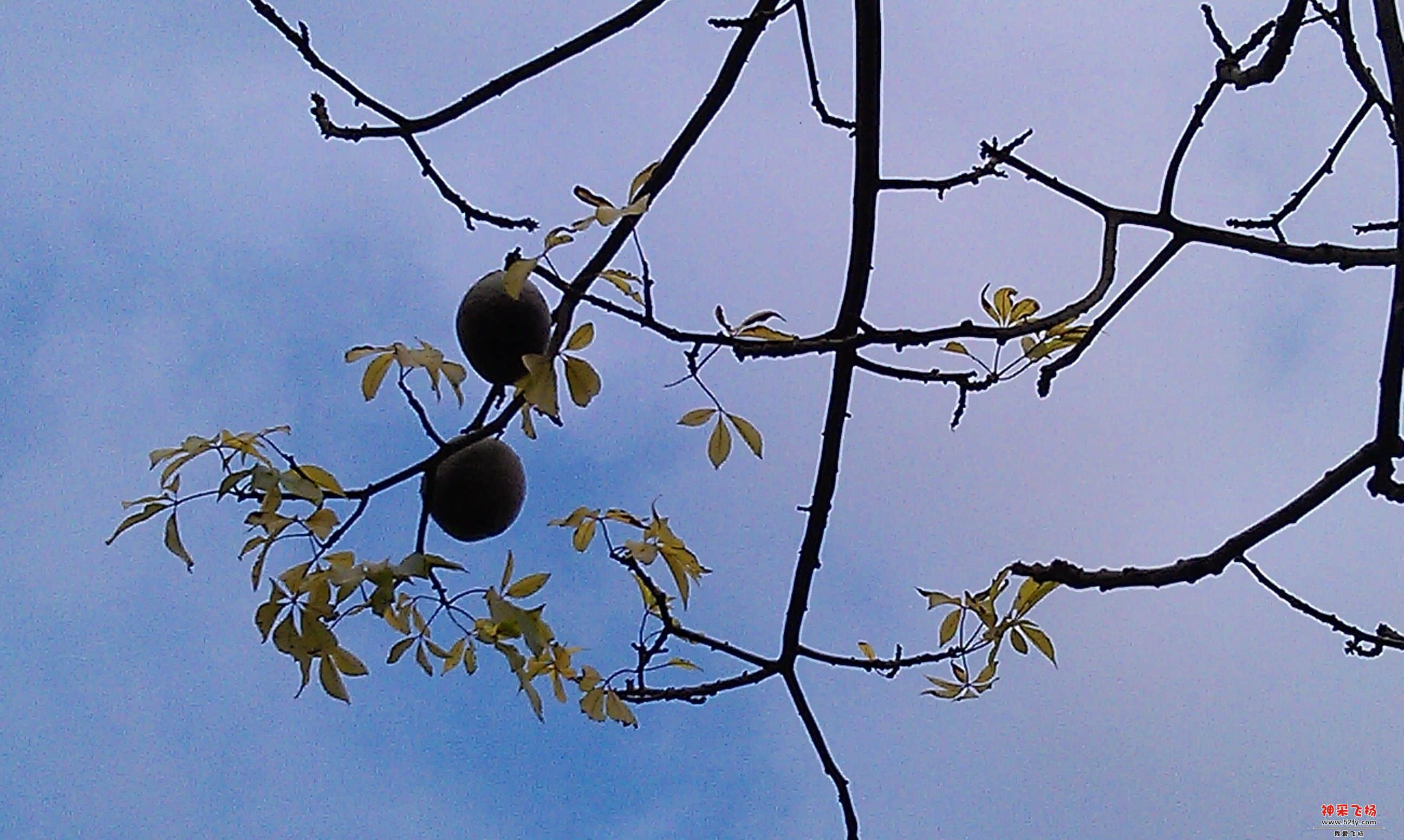 IMAG0010.jpg