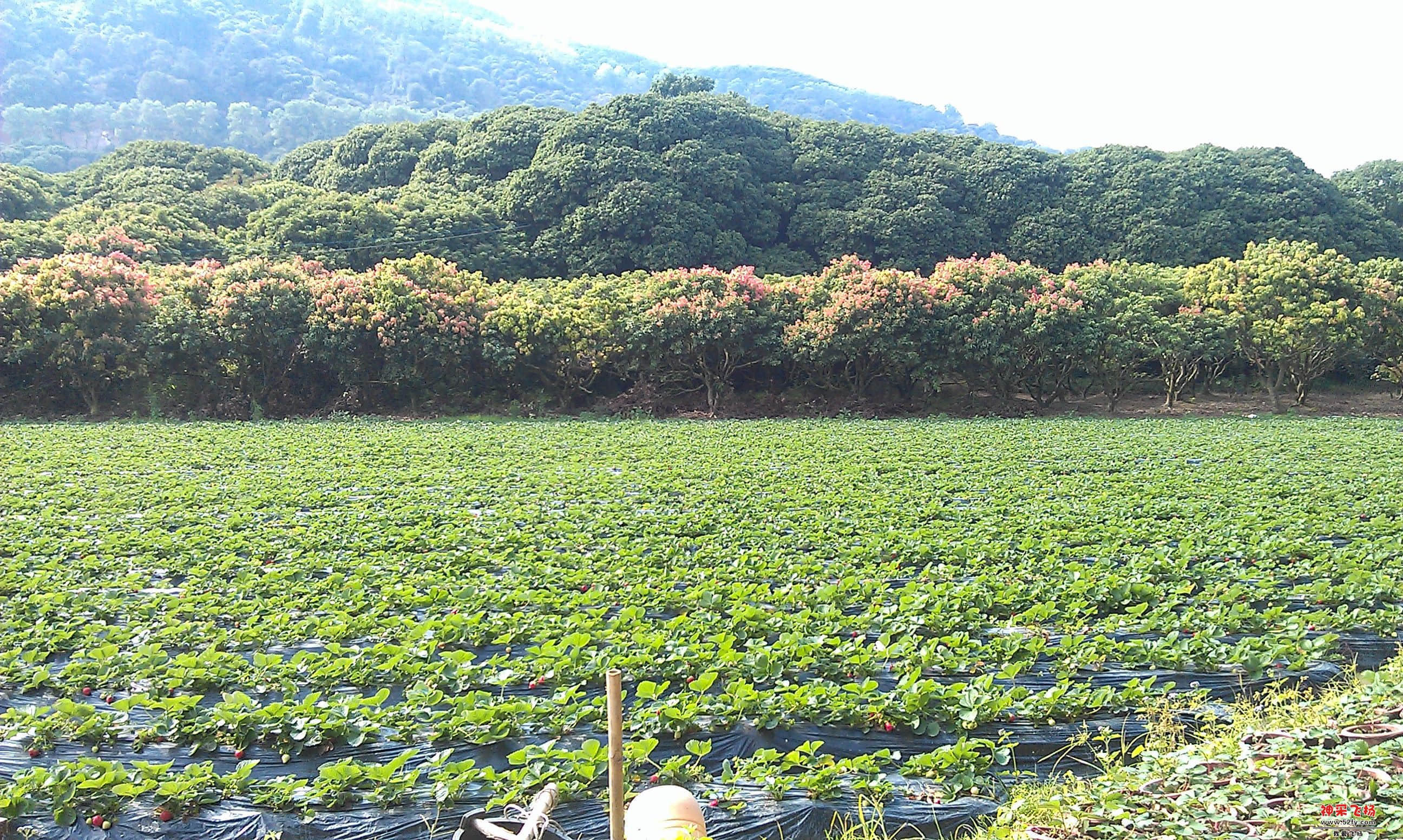 IMAG0049.jpg