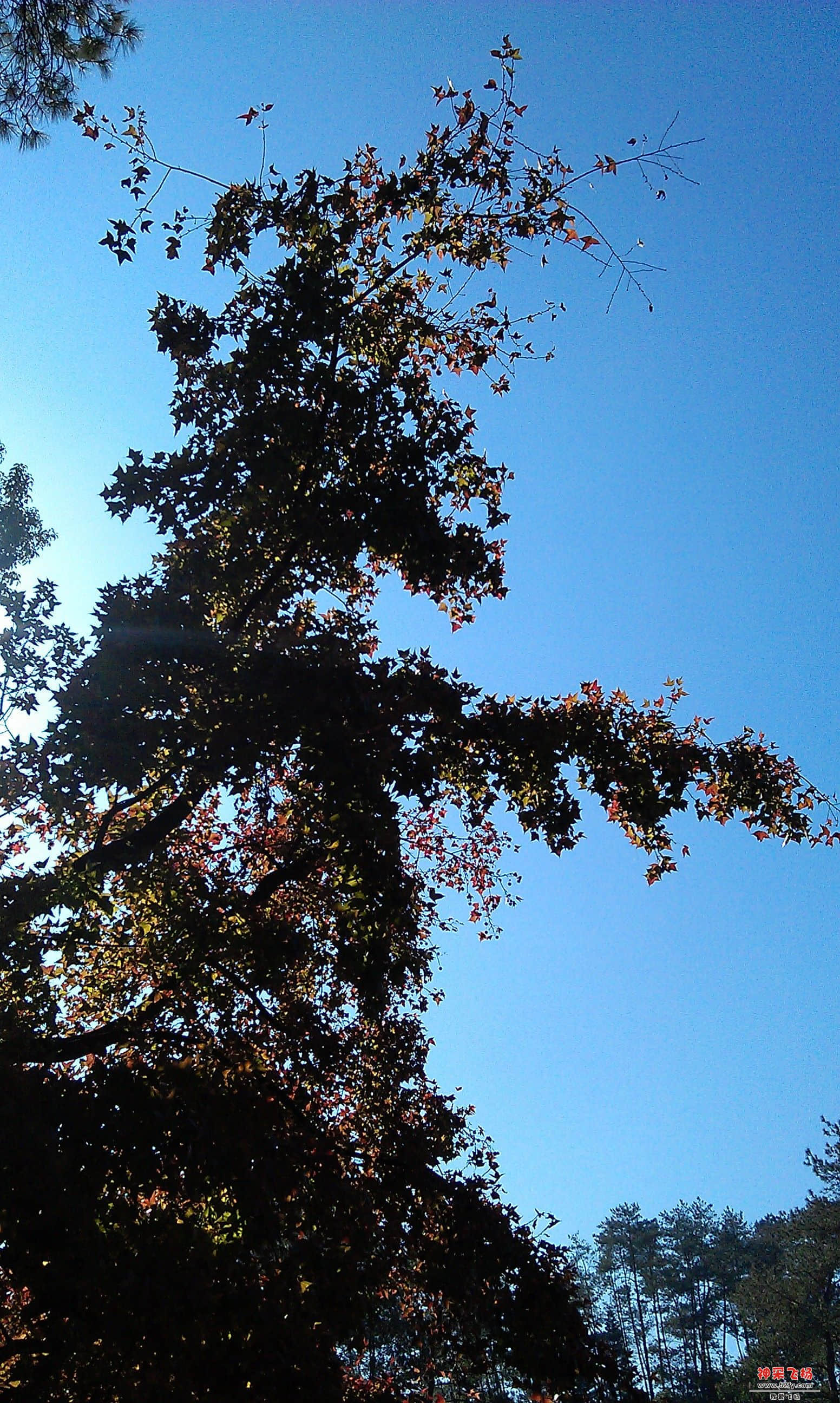 IMAG0011.jpg