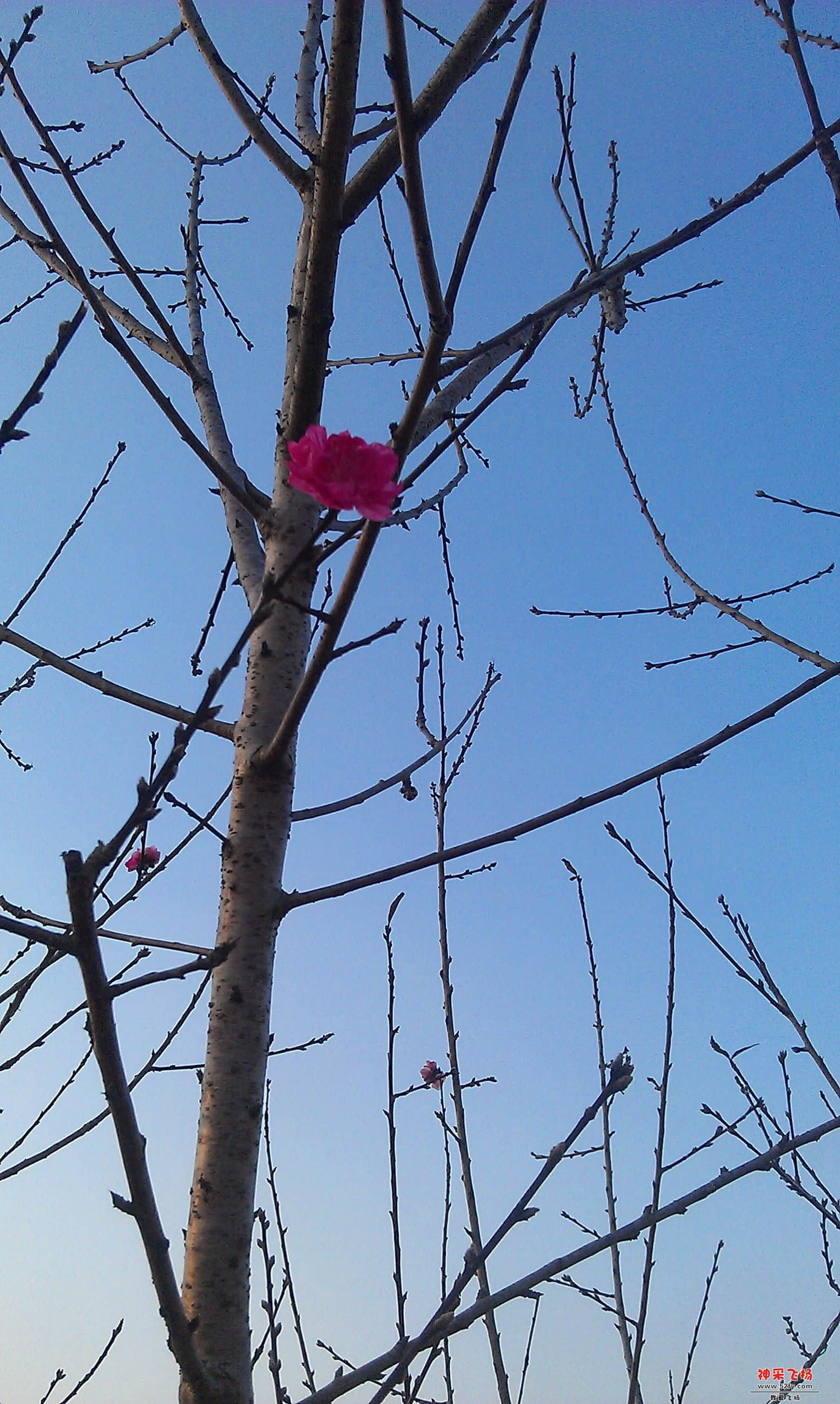 桃花.jpg